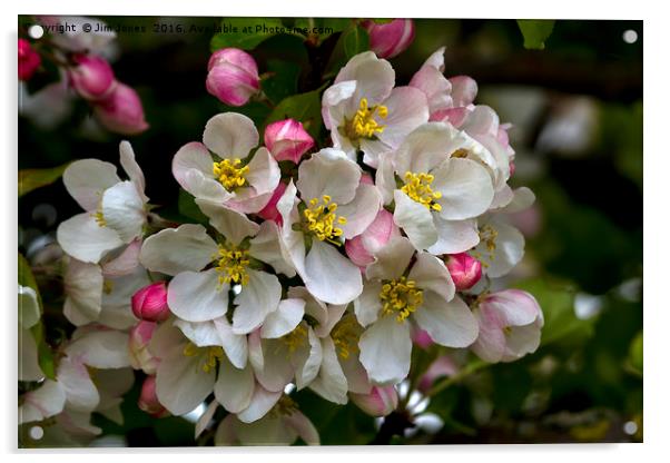 Apple Blossom Time Acrylic by Jim Jones