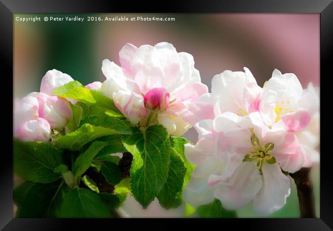 Apple Blossom Framed Print by Peter Yardley