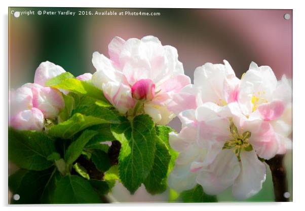 Apple Blossom Acrylic by Peter Yardley