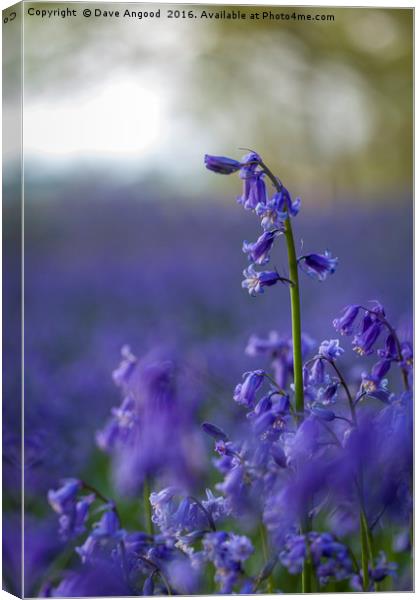Dancing Bluebells Canvas Print by Dave Angood