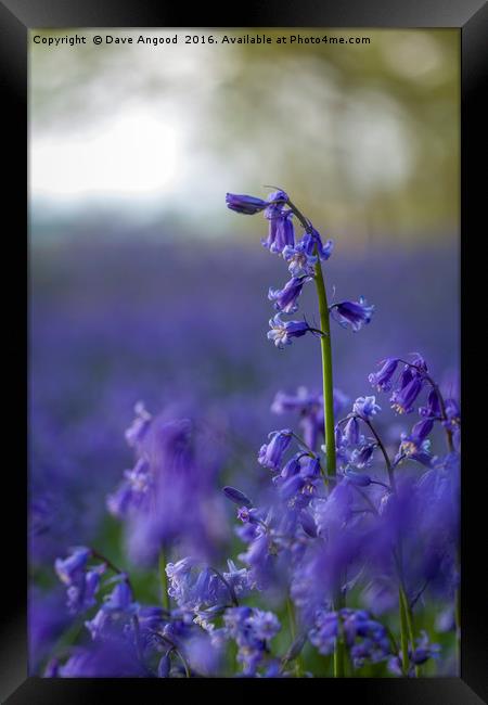 Dancing Bluebells Framed Print by Dave Angood