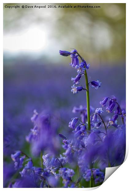 Dancing Bluebells Print by Dave Angood