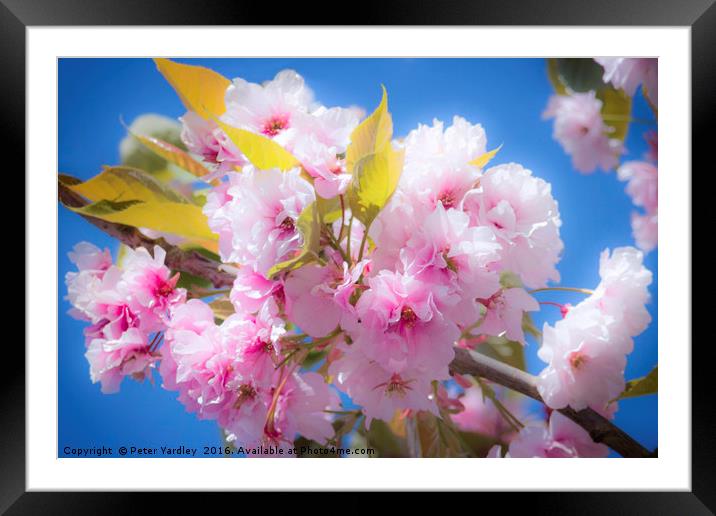 Cherry Blossom Framed Mounted Print by Peter Yardley