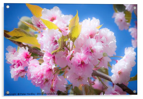 Cherry Blossom Acrylic by Peter Yardley