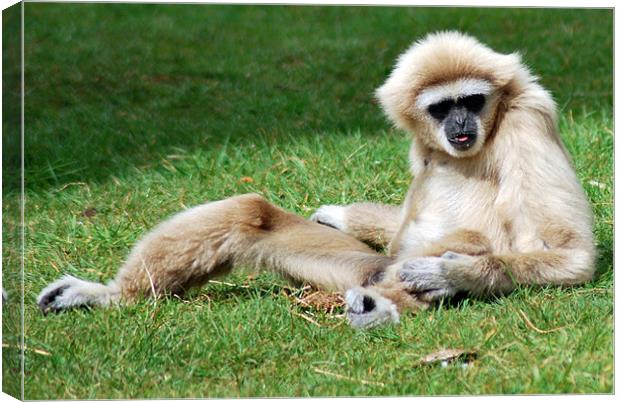 Gibbon basking in the sun Canvas Print by joanna williams
