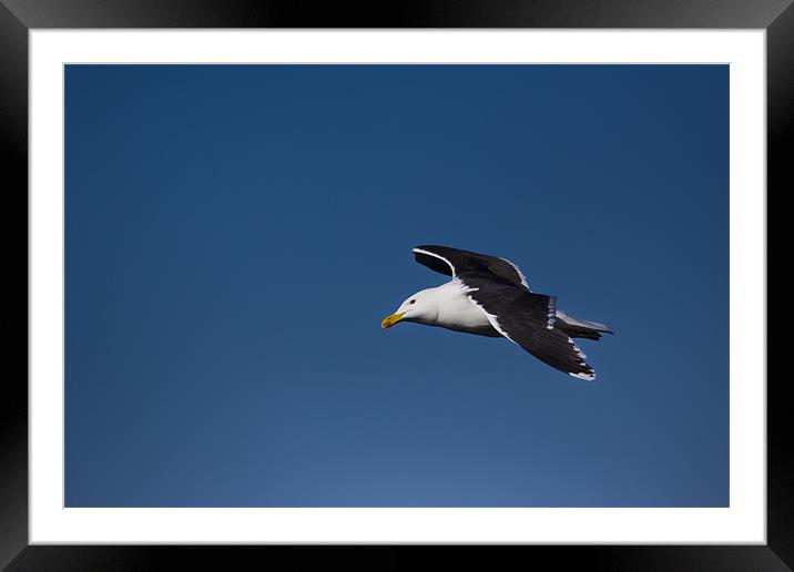 Great Black-backed Gull (Larus marinus) in flight Framed Mounted Print by Gabor Pozsgai