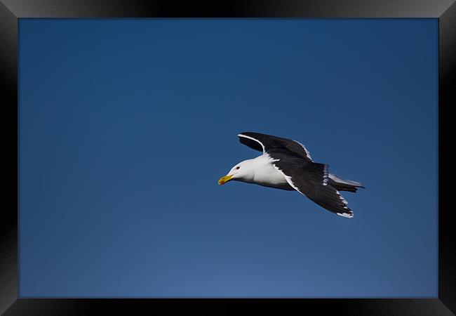Great Black-backed Gull (Larus marinus) in flight Framed Print by Gabor Pozsgai