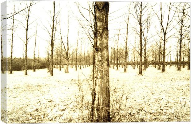 winter trees Canvas Print by graham young