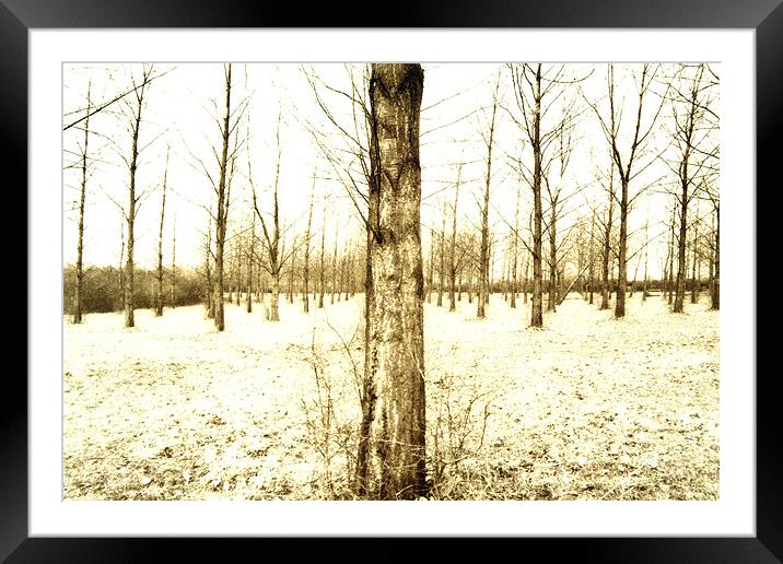 winter trees Framed Mounted Print by graham young