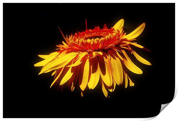 Golden Gerbera Print by Karen Martin