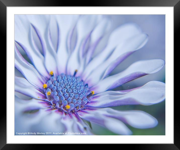 Osteospermum Framed Mounted Print by Andy Morley