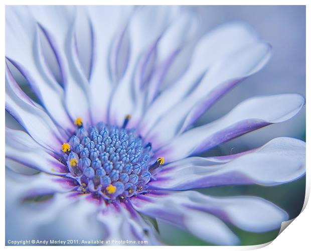 Osteospermum Print by Andy Morley