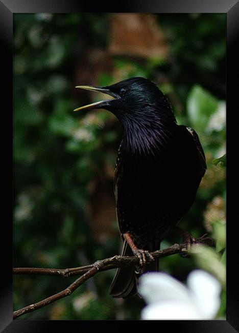 Talking Starling Framed Print by Chris Day