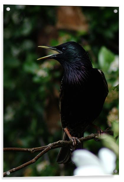 Talking Starling Acrylic by Chris Day