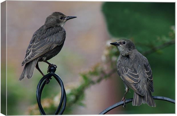 Two Juvenile Starlings Canvas Print by Chris Day