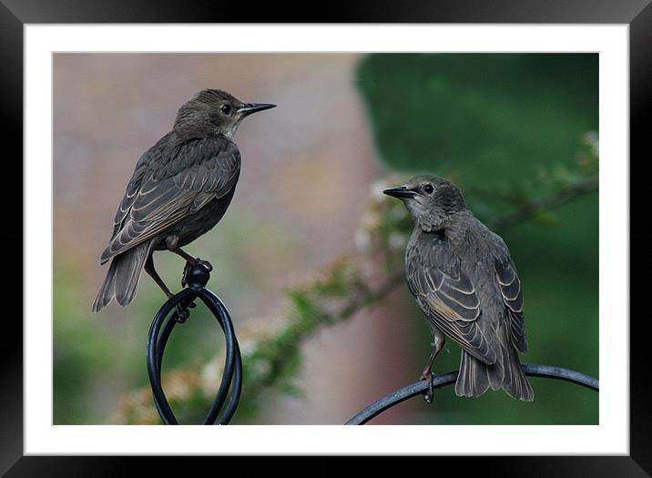 Two Juvenile Starlings Framed Mounted Print by Chris Day