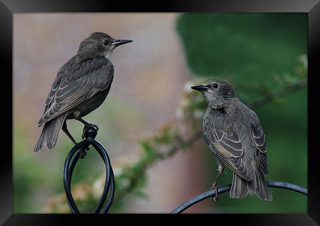 Two Juvenile Starlings Framed Print by Chris Day