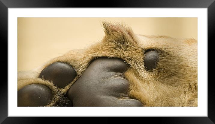Lion's paw Framed Mounted Print by Ian Middleton