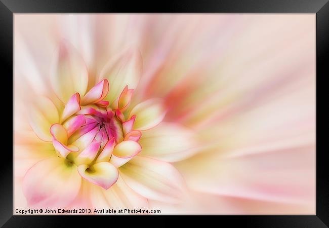 Pink Dahlia Blossom Framed Print by John Edwards