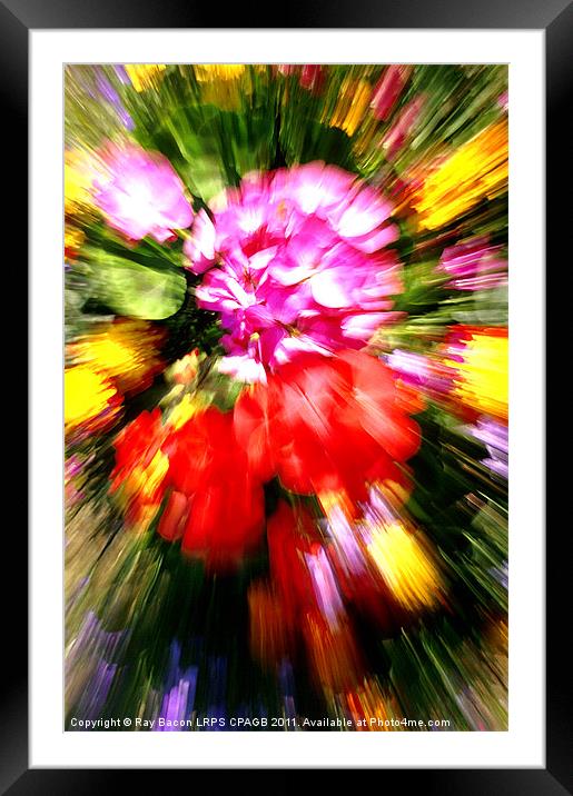 FLOWER POWER Framed Mounted Print by Ray Bacon LRPS CPAGB