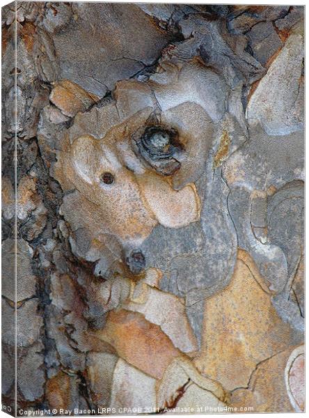TREE BARK Canvas Print by Ray Bacon LRPS CPAGB