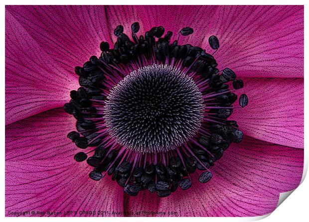 ANEMONE Print by Ray Bacon LRPS CPAGB
