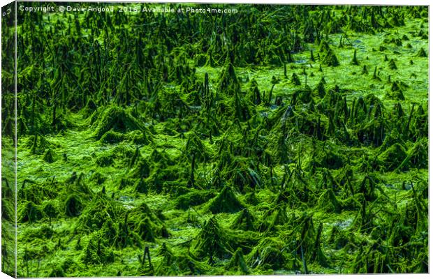 Moss covered landscape Canvas Print by Dave Angood
