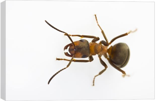 Scottish Wood Ant (Formica aquilonia) Canvas Print by Gabor Pozsgai