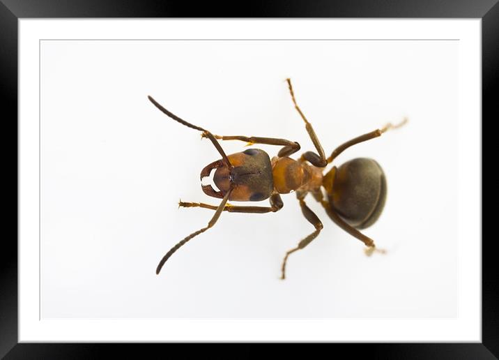 Scottish Wood Ant (Formica aquilonia) Framed Mounted Print by Gabor Pozsgai