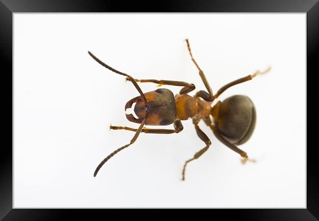 Scottish Wood Ant (Formica aquilonia) Framed Print by Gabor Pozsgai