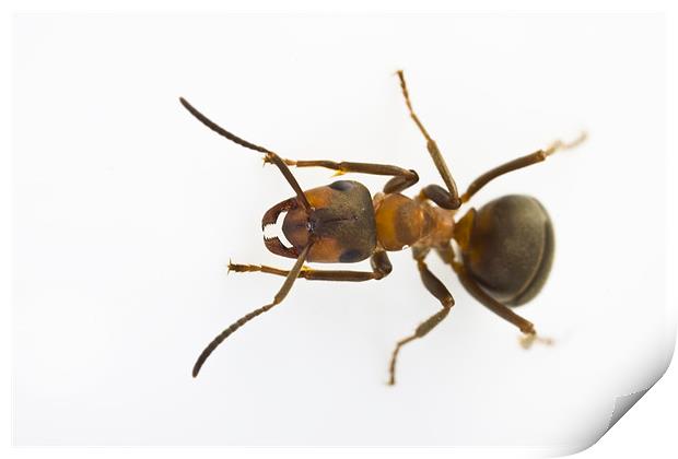 Scottish Wood Ant (Formica aquilonia) Print by Gabor Pozsgai