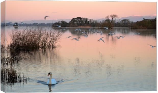 Morning Glory Canvas Print by barbara walsh