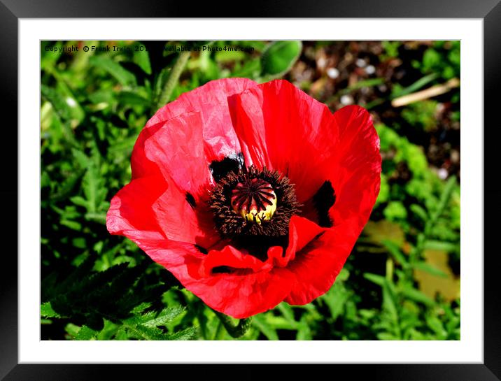 Red poppy, close up and in full bloom Framed Mounted Print by Frank Irwin