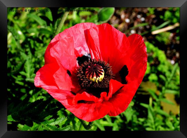 Red poppy, close up and in full bloom Framed Print by Frank Irwin