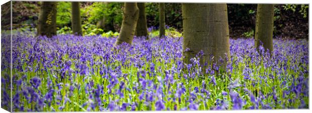 Bluebell Wood Canvas Print by Peter Jarvis