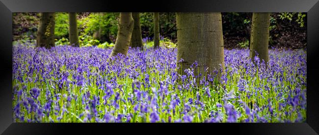 Bluebell Wood Framed Print by Peter Jarvis