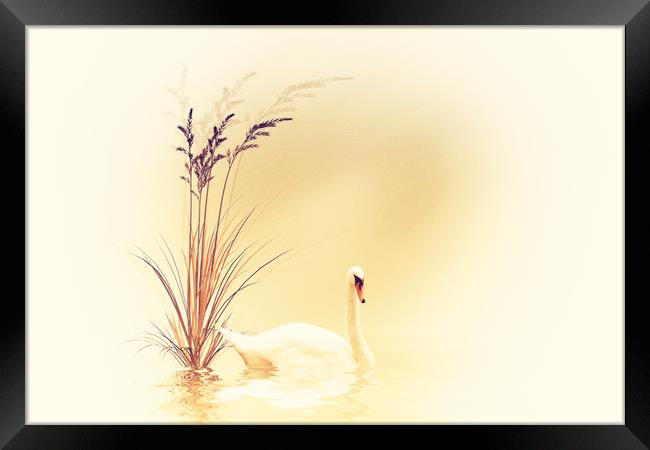 White Swan  Framed Print by Dagmar Giers