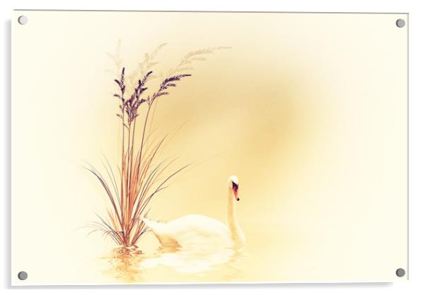 White Swan  Acrylic by Dagmar Giers