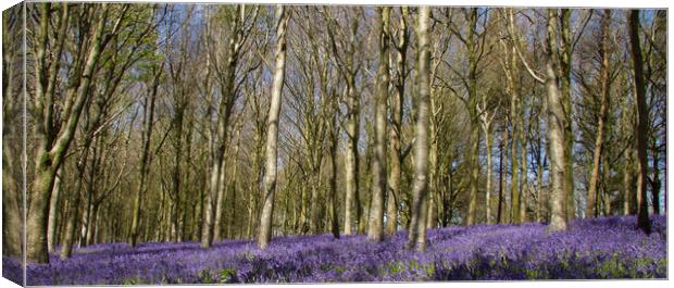 Bluebells in Delcombe Wood, Dorset, UK Canvas Print by Colin Tracy