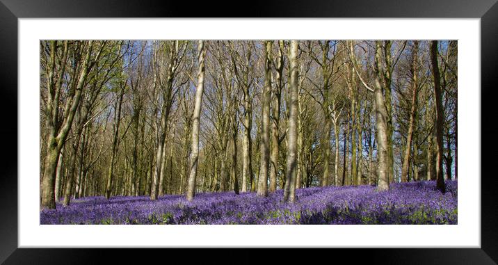Bluebells in Delcombe Wood, Dorset, UK Framed Mounted Print by Colin Tracy