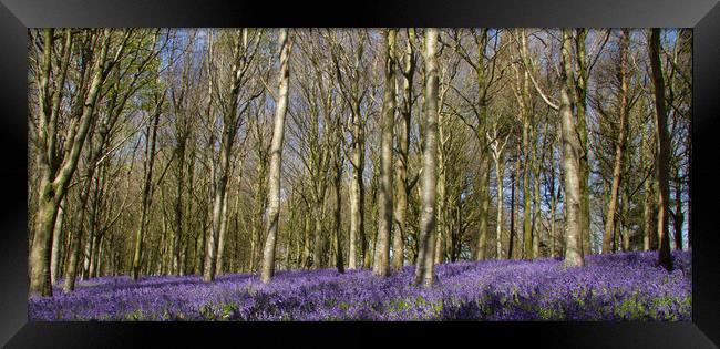 Bluebells in Delcombe Wood, Dorset, UK Framed Print by Colin Tracy
