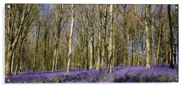 Bluebells in Delcombe Wood, Dorset, UK Acrylic by Colin Tracy