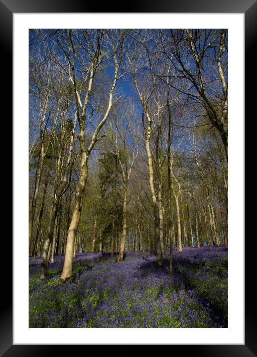 Delcombe Woods Bluebells Framed Mounted Print by Colin Tracy