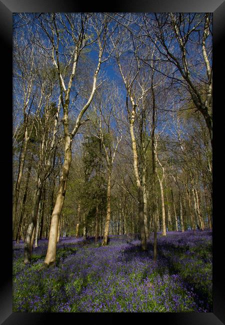 Delcombe Woods Bluebells Framed Print by Colin Tracy