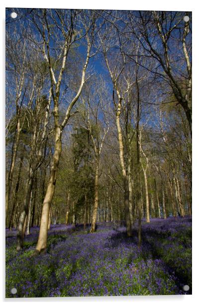 Delcombe Woods Bluebells Acrylic by Colin Tracy
