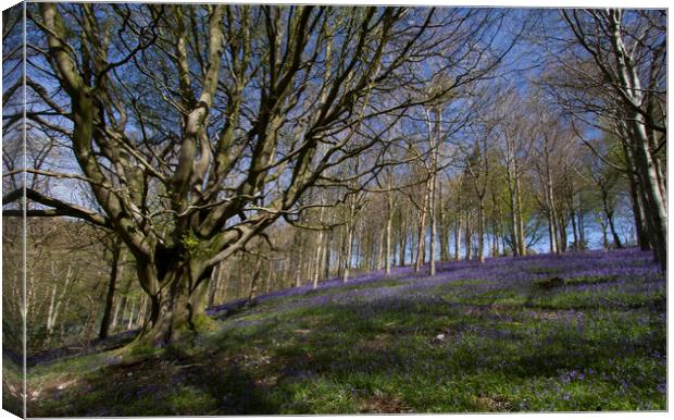 Ancient Beech tree with Bluebells beneath Canvas Print by Colin Tracy
