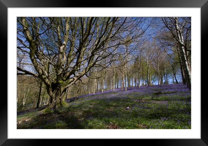 Ancient Beech tree with Bluebells beneath Framed Mounted Print by Colin Tracy