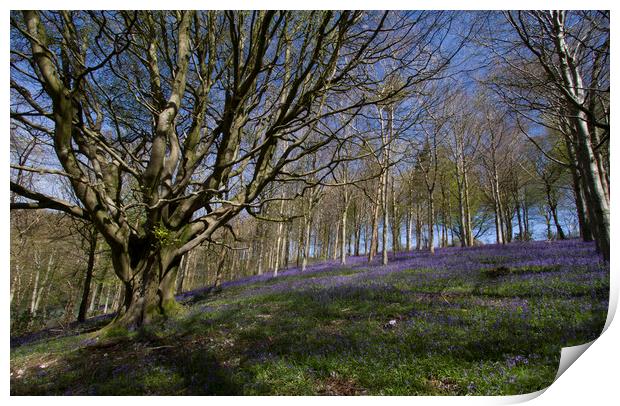 Ancient Beech tree with Bluebells beneath Print by Colin Tracy