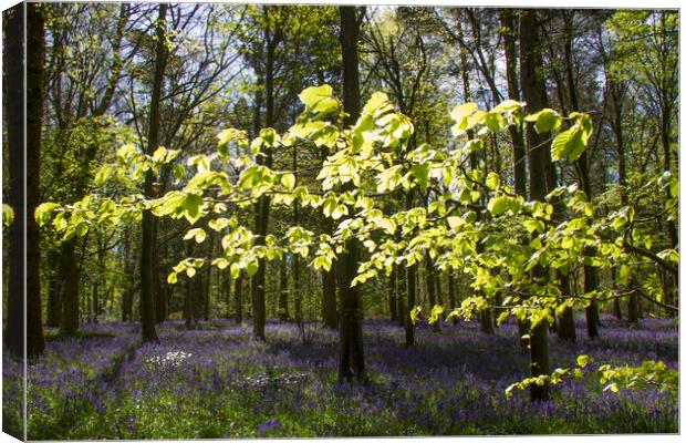Spring Beech and Bluebells Canvas Print by Colin Tracy