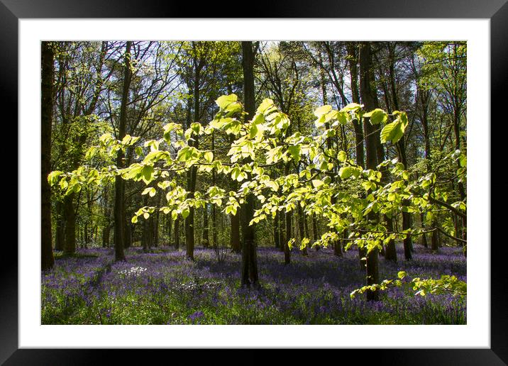 Spring Beech and Bluebells Framed Mounted Print by Colin Tracy